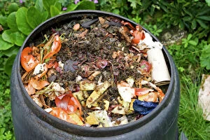 MAB-391 Compost / wormery - worms visible amongst variety of kitchen waste including vegetable and fruit peelings