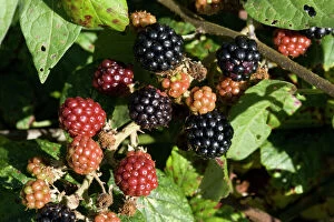 MAB-865 Ripe blackberries on bramble bush