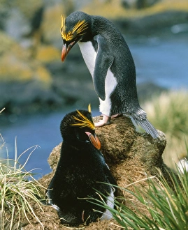 Macaroni Penguin - incubating eggs, early December Macaroni Penguin - incubating eggs, early December
