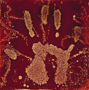Macro Photograph: Human handprint with associated