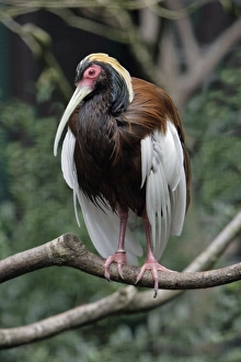 Madagascar Crested Ibis - perched on branch Madagascar Crested Ibis - perched on branch