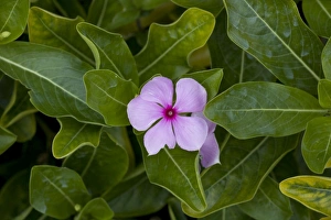 Madagascar / Rosy Periwinkle - grown in gardens, but also highly-active medicinally, with at least 70 alkaloids Madagascar / Rosy Periwinkle - grown in gardens, but also highly-active medicinally, with at least 70 alkaloids