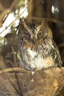 Madagascar Scops Owl - regional endemic. Roosting in tree Madagascar Scops Owl - regional endemic. Roosting in tree