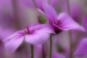 Madeiran Cranesbill - pink coloured blossoms Madeiran Cranesbill - pink coloured blossoms