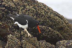 Magellanic Oystercatcher - searching for food at low tide Magellanic Oystercatcher - searching for food at low tide
