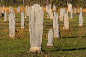 Magnetic Termite mounds - field with mounds of Magnetic Termites in early morning light Magnetic Termite mounds - field with mounds of Magnetic Termites in early morning light