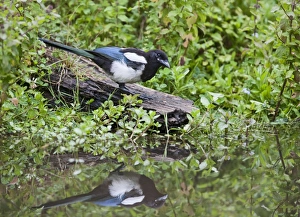 Magpie - drinking at pond showing reflection Magpie - drinking at pond showing reflection