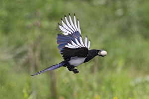 Magpie - in flight - stealing Partridge egg Magpie - in flight - stealing Partridge egg