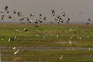 Magpie Goose - flock of Magpie Geese flies over wetlands about to land Magpie Goose - flock of Magpie Geese flies over wetlands about to land