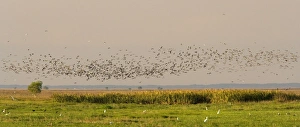 Magpie Goose - hugh flock of Magpie Geese flies over wetlands about to land Magpie Goose - hugh flock of Magpie Geese flies over wetlands about to land