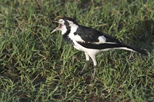 Magpie-lark - female Magpie-lark - female