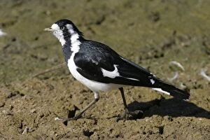 Images Dated 9th July 2003: Magpie-Lark Female Alice Springs Sewage Ponds, Northern Territory, Australia
