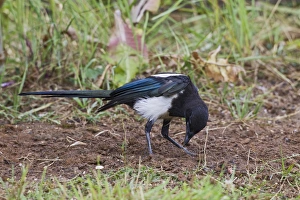 Magpie - preening using ants - anting Magpie - preening using ants - anting