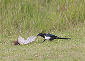 Magpie - youngster feeding on Pheasant in meadow Magpie - youngster feeding on Pheasant in meadow