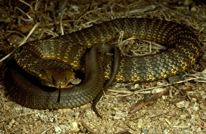 Mainland tiger snake - flickering its tongue Mainland tiger snake - flickering its tongue