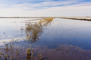 Maize (Corn) fields flooded in winter for Cranes, Swans and other birds Maize (Corn) fields flooded in winter for Cranes, Swans and other birds
