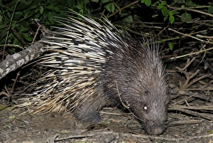 Malayan Porcupine / East Asian Porcupine (Hystrix brachyura) Malayan Porcupine / East Asian Porcupine (Hystrix brachyura)