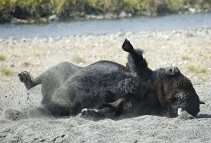 Male bison - Dust bathing, this behaviour is more common during the rut Male bison - Dust bathing, this behaviour is more common during the rut