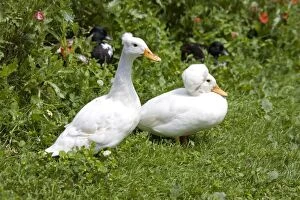 Images Dated 19th July 2007: Male and female white crested call duck - showing characteristic crest of male resulting from a