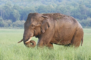 Male Indian / Asian Elephant (Tusker) after the bath Male Indian / Asian Elephant (Tusker) after the bath