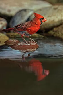 Northern Cardinal Gallery: Male Northern Cardinal bathing in small desert pond