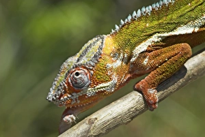 Male Panther Chameleon, close up of head Male Panther Chameleon, close up of head