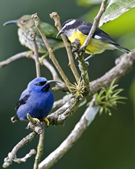 Male purple honeycreeper with Bananaquit (Coereba flaveola luteola Male purple honeycreeper with Bananaquit (Coereba flaveola luteola