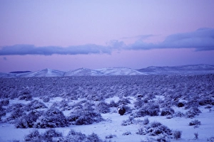 Male Sage Grouse - strutting on snow covered lek in eastern Oregons high desert region Male Sage Grouse - strutting on snow covered lek in eastern Oregons high desert region