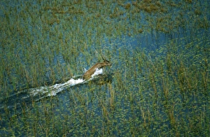 Male Sitatunga - Aerial view of male sitatunga leaping through marshland Male Sitatunga - Aerial view of male sitatunga leaping through marshland