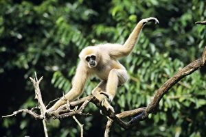 Male White-handed Gibbon / Common Gibbon, balancing on tree Male White-handed Gibbon / Common Gibbon, balancing on tree
