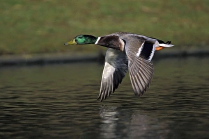 Mallard - Drake flying over lake Mallard - Drake flying over lake