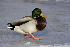 Mallard - drake walking on ice Mallard - drake walking on ice
