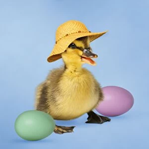 Mallard Duck - duckling wearing Easyer bonnet / hat