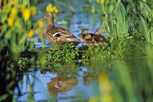 Mallard DUCK - family, hen with ducklings, resting on old log among yellow iris / yellow Mallard DUCK - family, hen with ducklings, resting on old log among yellow iris / yellow