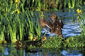 Mallard DUCK - family, hen with young ducklings. Hen is drying her wings Mallard DUCK - family, hen with young ducklings. Hen is drying her wings