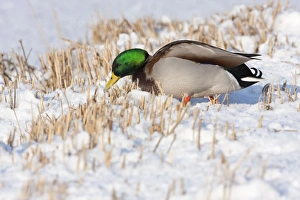 Mallard - Single adult drake on trying to feed on snow covered lake edge Mallard - Single adult drake on trying to feed on snow covered lake edge
