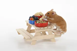MAMMAL. Pet Hamster, eating lunch on a picnic bench, studio MAMMAL. Pet Hamster, eating lunch on a picnic bench, studio