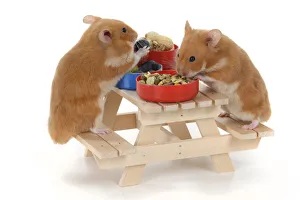 MAMMAL. Pet Hamsters, eating lunch on a picnic bench, studio MAMMAL. Pet Hamsters, eating lunch on a picnic bench, studio