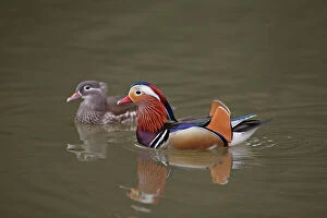 European Water Gallery: Mandarin Duck - pair swimming on lake