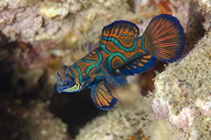 Mandarinfish - with ornate markings - Banda Neira Jetty dive site, night dive, Ambon, Maluku (Moluccas)