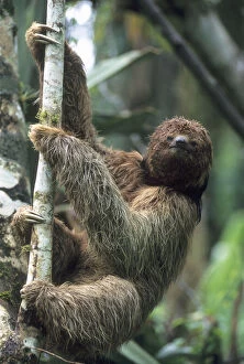 Maned Sloth (Bradypus torquatus) Endangered
