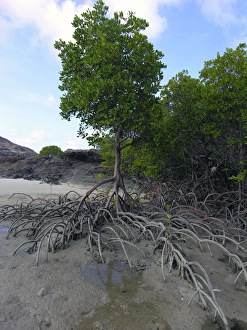 Mangrove - A fine example of a mangrove tree with its roots protuding above the sand at Mangrove - A fine example of a mangrove tree with its roots protuding above the sand at