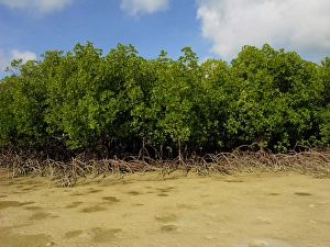 Mangroves - survive well along Queenslands tidal sand flats providing a haven for many Mangroves - survive well along Queenslands tidal sand flats providing a haven for many