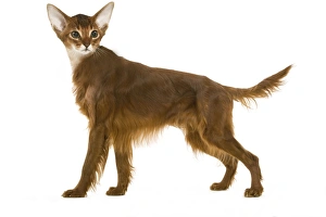 Irish setter and best sale cats