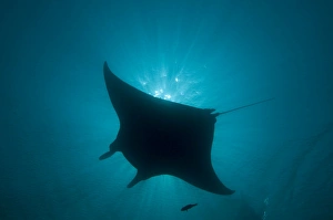Manta Ray - gentle plankton feeders they have no sting on their tail - this black colour Manta Ray - gentle plankton feeders they have no sting on their tail - this black colour