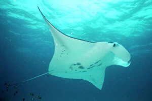 Images Dated 2nd October 2008: Manta Ray Great Barrier Reef, Indo Pacific