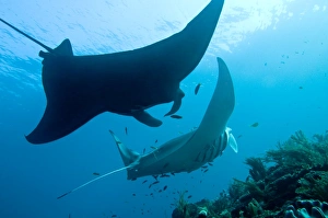 Manta Rays - line up at a cleaning station - The front ray is being cleaned by dozens of Manta Rays - line up at a cleaning station - The front ray is being cleaned by dozens of