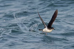 Images Dated 23rd July 2009: Manx Shearwater - in flight - running on the sea for take off - Dorset - UK
