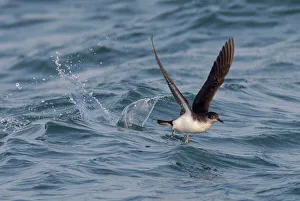 Manx Shearwater - in flight - running on the sea for take off Manx Shearwater - in flight - running on the sea for take off