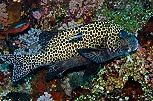 Many-spotted Sweetlips - with Striped Cleaner Wrasse (Labroides dimidiatus Many-spotted Sweetlips - with Striped Cleaner Wrasse (Labroides dimidiatus